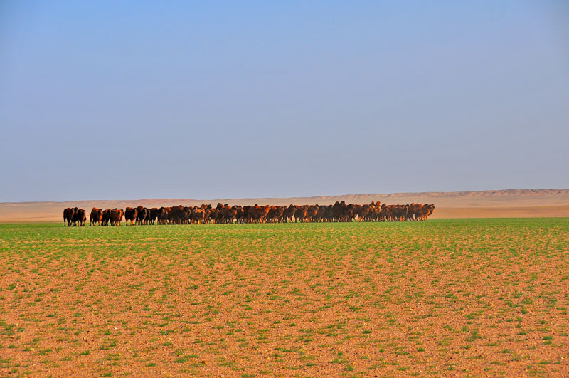 Mongolia